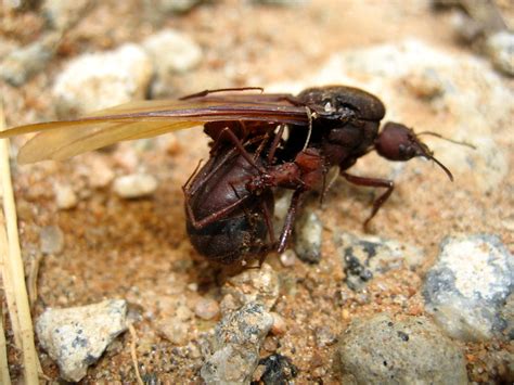 Características da formiga saúva limão. Blog das Formigas: Rainha de Sauva