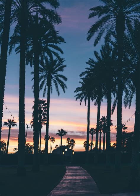 Sacrosegtam Palm Trees And Sunset Wallpaper