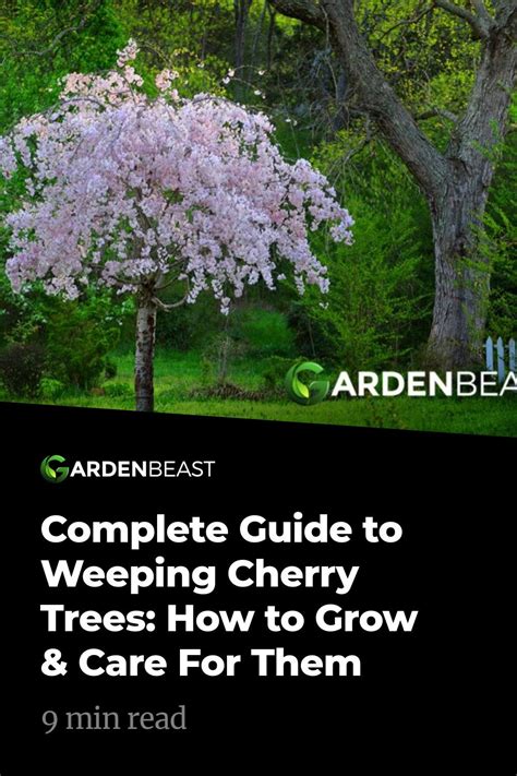 Complete Guide To Weeping Cherry Trees How To Grow And Care For Them Wheeping Cherry Tree Dwarf