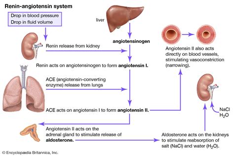 Renin Angiotensin System Definition And Facts Britannica