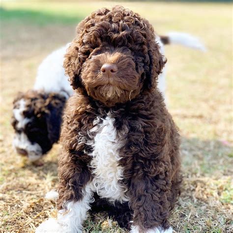 It makes a great family pet and an even better companion dog. Lagotto Loft - Italian Water Dogs | Lagotto Romagnolo Of ...