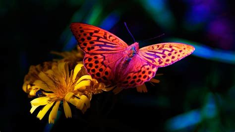 Bright Butterfly Hd Desktop Wallpaper Widescreen High Definition