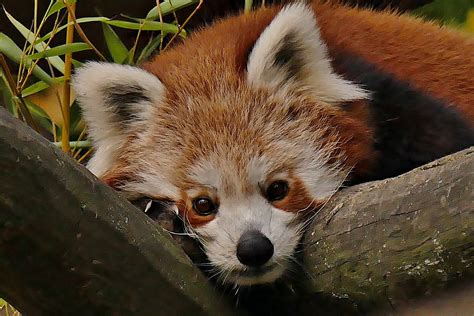 Roter Panda Foto And Bild Tiere Zoo Wildpark And Falknerei Säugetiere