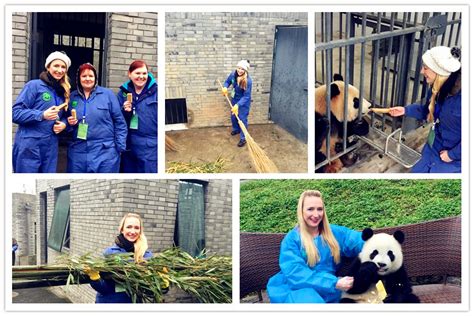 Volunteer At Shenshuping Panda Base In Wolong Panda Reserve