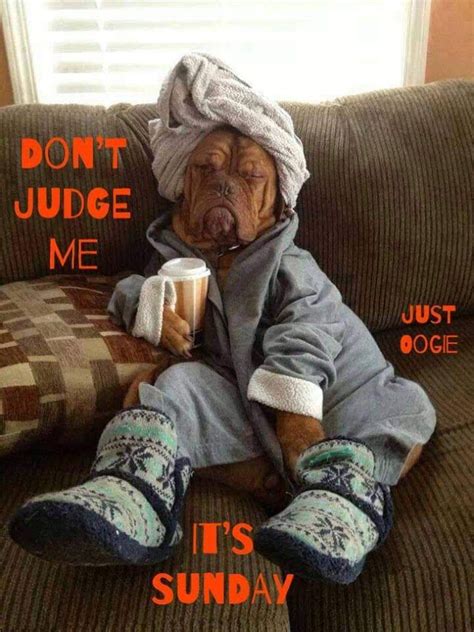 Sunday Coffee Funny Dog Pictures Funny Animal Pictures Funny Animals