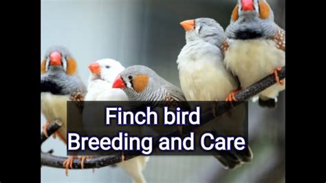 Finch Bird Care And Breeding Tips Youtube