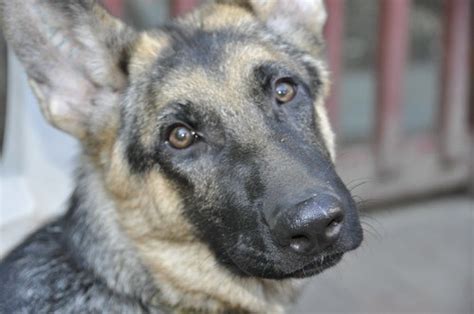 Sable German Shepherd Puppies For Sale 2018 Litters