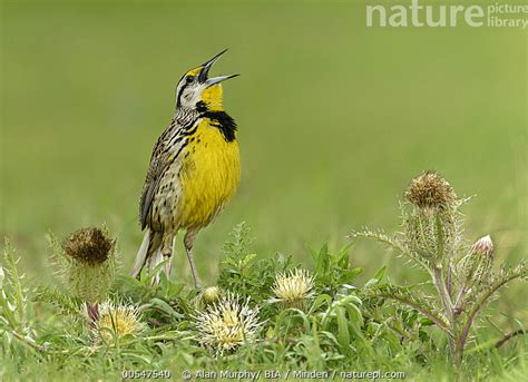 Stock Photo Of Eastern Meadowlark Sturnella Magna Male Calling Texas