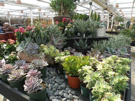 Include shopping in your molbak's greenhouse and nursery tour in united states with details like location, timings, reviews & ratings. Molbak's Woodinville, Washington | Succulents, House ...