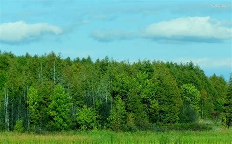 Free Download Borealis Natural Light Display Green Canada Wallpaper