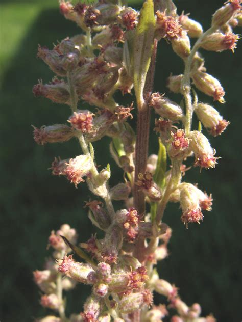 Artemisia vulgaris (common wormwood): Go Botany