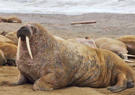 Marine Biologist Shares Fun Facts About Walruses Feet Most People Dont