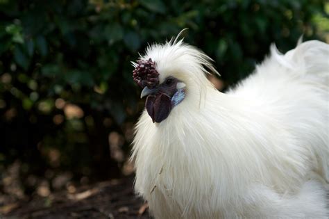 Silkie Chickens Make The Best Pets
