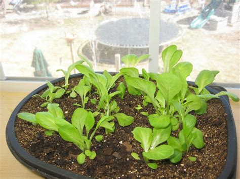 Baby Step 14 Growing Salad On A Windowsill Homesteading Downsized