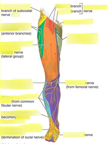 Cutaneous Innervation Anterior Diagram Quizlet