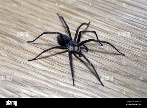 Black Wood Spider High Resolution Stock Photography And Images Alamy