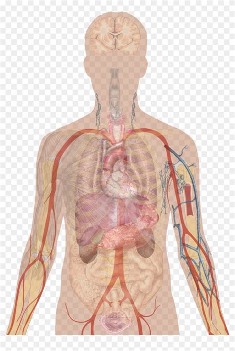 Human Body Organs Unlabeled Diagram Human Anatomy