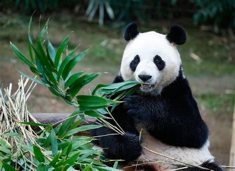 Summer Wildlife Photography Giant Pandas Himalayan Black Bears Spot