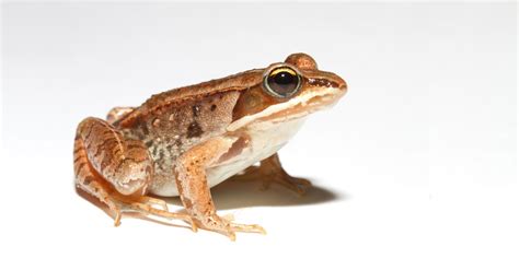 Biopgh Blog Frosty Frogs How Amphibians Spend The Winter Phipps