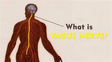 What Is The Vagus Nerve Vagus Nerve Explained Brain Mind Body