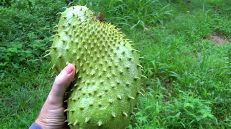 The soursop fruit, how does it taste? How to Pick a Ripe Soursop | Guanábana | Graviola | Video ...