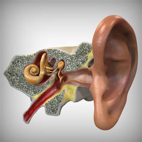 3d Human Ear Anatomy