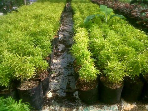 Tanaman Perdu Untuk List Taman Dengan Warna Yang Menarik