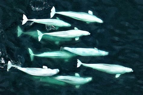 2017 Aerial Surveys Of Arctic Marine Mammals Post 6 Noaa Fisheries