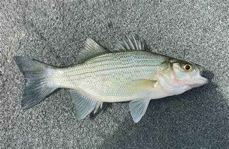 American Bass Fish Species Guide Types Of Bass Fish