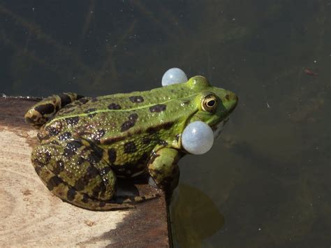 Edible Frog Animal Wildlife