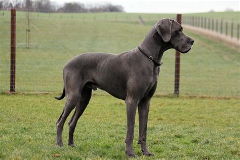 What Do Great Danes Look Like A Guide From Nose To Tail