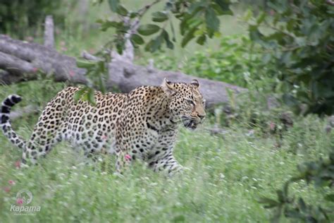 Leopard Tracking African Safari Company