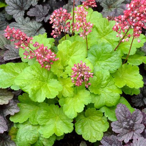 Maybe you would like to learn more about one of these? Heuchera 'Sweet Tart'