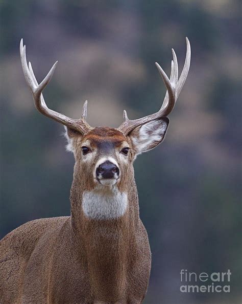 Trophy Whitetail Buck Deer Isolated Photograph By Tom Reichner