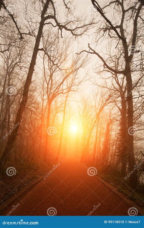 Naked Trees And Sunset Stock Photo Image Of Mystery