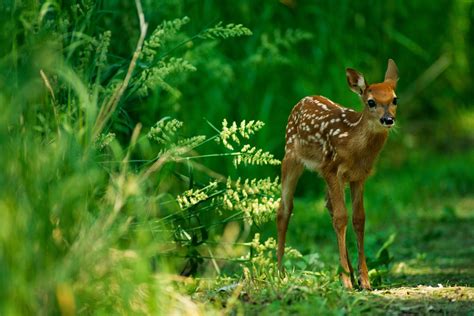 Pictures Of Baby Deers Captions Ideas