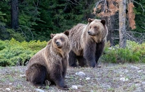 Animal Facts Grizzly Bear Canadian Geographic