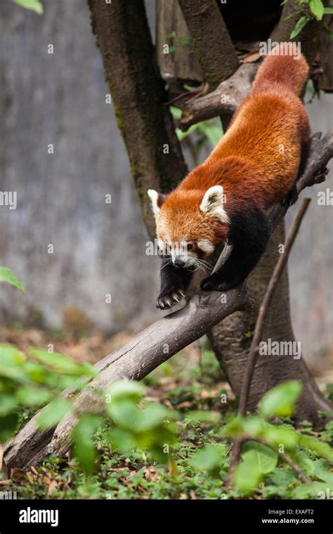 A Red Panda Goes Down From A Tree In A Wildlife Reserve Of India