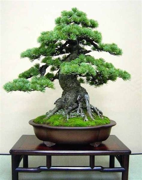 An Amazing Huge Bonsai Tree How Would You Like One Of 40 Of The Most