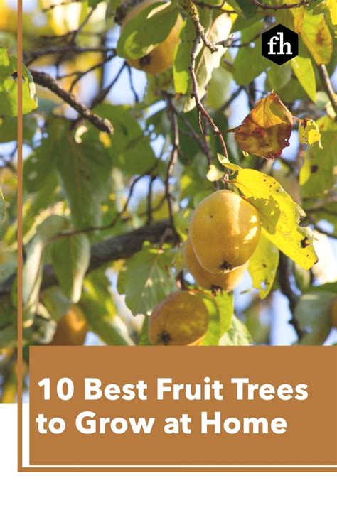 10 Best Fruit Trees To Grow At Home In 2021 Best Fruit Trees To Grow