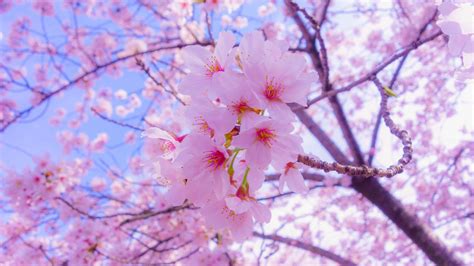 Download Wallpaper 1366x768 Sakura Flowers Bloom Spring Pink Tablet