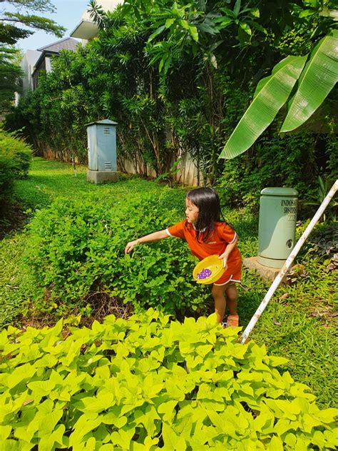 Tika cahya putri candra dewi rizki eliani seno tri bayu a dimas hakim. BUNGA TELANG DALAM WADAH TRADISIONAL
