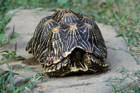 Free Photo Turtle Inside Its Shell