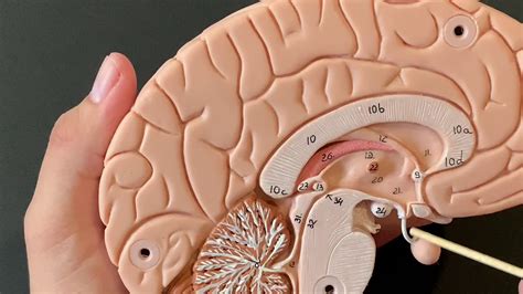 Human Anatomy Brain Model Youtube