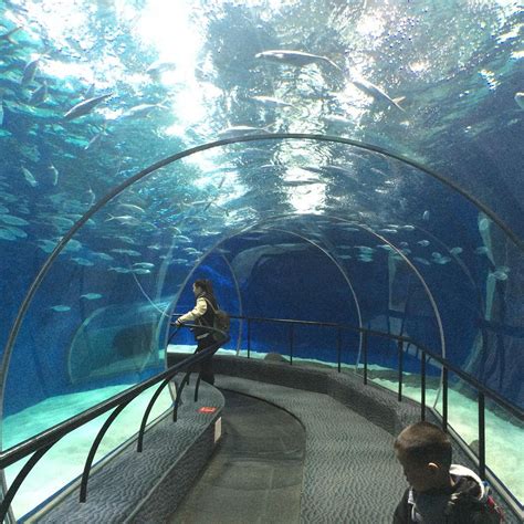 Shanghai Ocean Aquarium Cina Review Tripadvisor