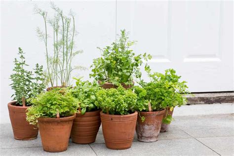How To Grow Herbs Bbc Gardeners World Magazine