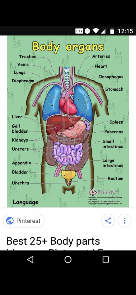 Female Body Organs Location Chart