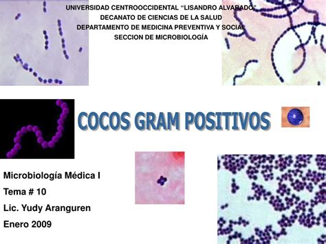 O Que é Cocos Gram Positivo