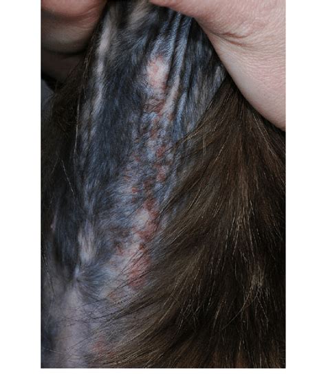 Classic Clinical Pictures Of Cats Affected By Feline Atopic Skin