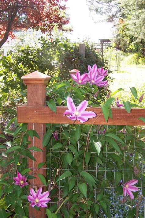 Maybe you would like to learn more about one of these? Clematis 'Sugar Candy' on garden fence | Garden pictures ...
